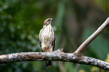 A juvenile Broad-winged Hawk (buteo platypterus) perching in a tree in the rainforest. Raptor looking up. Bird of prey in nature. Wildlfie
