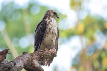 A juvenile Broad-winged Hawk (buteo platypterus) perching in a tree in the rainforest. Raptor resting. Bird of prey in nature. Wildlfie