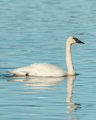One, single Trumpeter Swan swimming through open, calm water during spring time with large white, arctic body and black beak. Taken during migration to Bering Sea. 