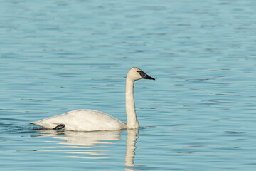 One, single Trumpeter Swan swimming through open, calm water during spring time with large white, arctic body and black beak. Taken during migration to Bering Sea. 