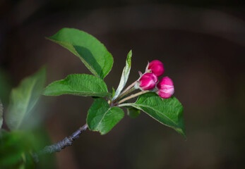 Gemini apple blossoms not yet open. Apple buds. Blur background