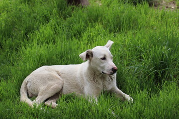 a large white dog lies on the green grass
