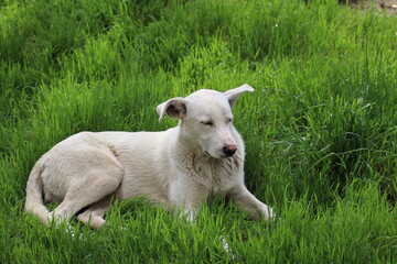 a large white dog lies on the green grass