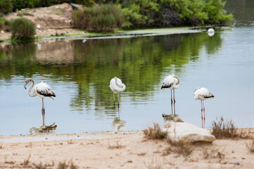 Flamencos en el lago del Saler (Valencia-España)
