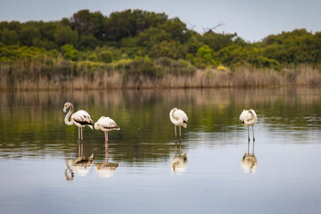 Flamencos en el lago del Saler (Valencia-España)