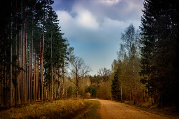 Dirt road passing through Latvian forests in lovely evening sunset, cloudy sky and golden sulight