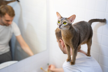 A young smiling blond man is washing his face with a blue Abyssinian cat on his shoulders at home in a bright modern bathroom. Domestic life, pet games and sustainable lifestyle.
