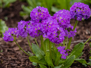 Nahaufnahme Kugelprimeln in Lila