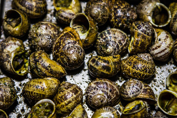 Caracoles estofados con salsa