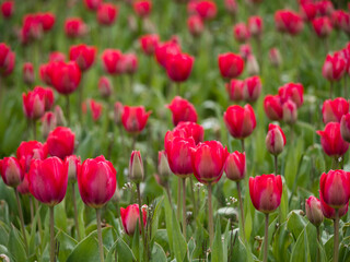 Tulpenfeld Nahaufnahme rote Bl&uuml;ten, Tulipa