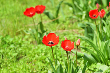 Field of tulips,floral cover of spring flowers