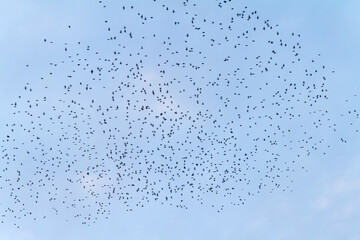Pajaros en la ciudad de Marsella en el pais de Francia