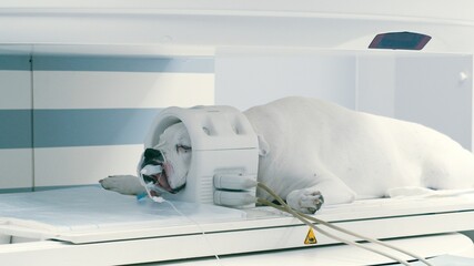 Scanning dog head in magnetic resonance imaging machine. Examination on veterinary clinic, taking care about domestic animals. 