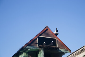 doves in the dovecote,wooden dovecote 