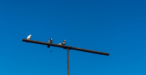 postal pigeons sitting on the fence 