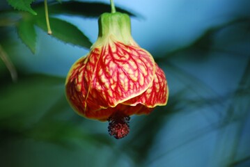 Beautiful Flowers in nature. Big plants on green leaves background. Top view.
Beautiful places. Relax the day away and enjoy some time in nature with our Natural Sunset.