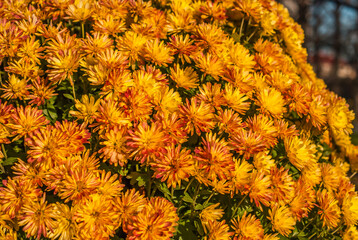 jesienne kwiaty 1 © Mirosław