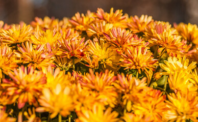 jesienne kwiaty 2 © Mirosław