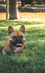 1 cachorro bulldog descansando en la grama