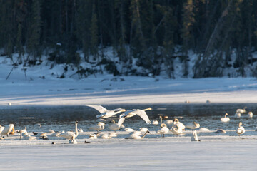 Fototapeta premium Two large trumpeter swans seen in northern Canada, flying down onto flock of more birds. Open water with icy, ice shore on the sides in wilderness of Yukon Territory. 