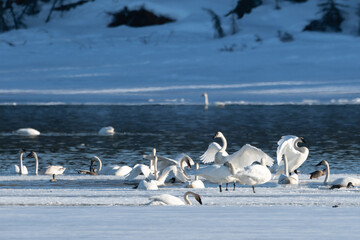Large flock of birds, trumpeter swans seen in northern Canada during their migration to the Bering Sea in Alaska. Taken in April, spring time with multiple avian species in arctic, cold, frozen water.