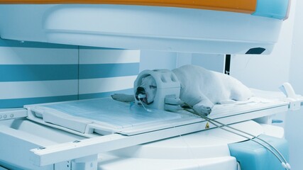 Scanning of white dog in magnetic resonance imaging machine. Examination on veterinary clinic, taking care about domestic animals. 