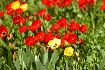 Field of tulips,floral cover of spring flowers