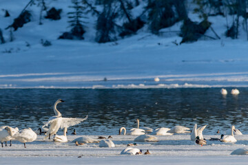 Fototapeta premium Arctic trumpeter swans surrounded by ice, frozen water in April, spring season on their annual migration to Alaska. Mallard, green headed ducks between the large swan. 