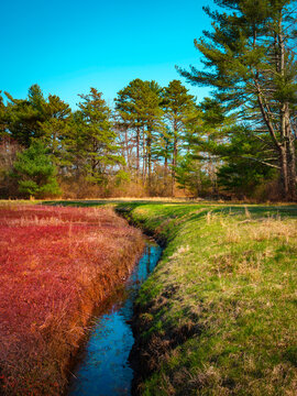 Cranberry bog with brook and footpath in the pine forest