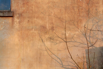 Old orange concrete wall with small branch