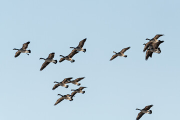 Large flock of geese seen in northern Canada during spring time. Canadian goose flocks in wildlife, natural outdoor environment. Migrating birds en route to north for summer season. 