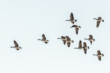 Large flock of geese seen in northern Canada during spring time. Canadian goose flocks in wildlife, natural outdoor environment. Migrating birds en route to north for summer season. 