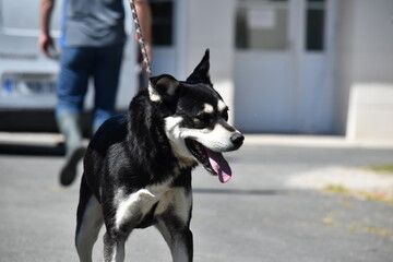 Chien Husky