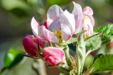 Apple blossom and flower buds on an apple tree in a residential garden.