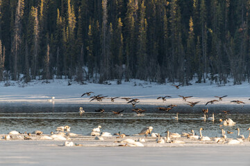 Hundreds of birds seen on their migration to Alaska during the spring time in Yukon Territory, Canada. Canada geese, trumpeter swans, mallards, ducks all pictured. 