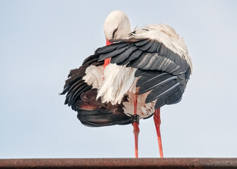 Weißstorch bei der Gefiederpflege