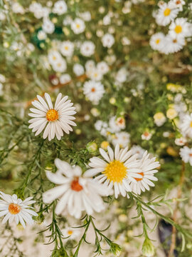 White And Yellow Daisies In Green Bushes