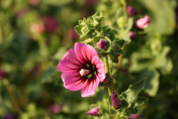 Pinkish marshmallow flower with pollen grains on the flower