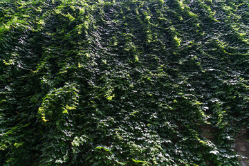 Natural climbing creeper ivy plants on the wall, green foliage leaves growing on the naturally wall...