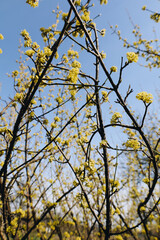 Yellow bloom of dogwood tree with sky