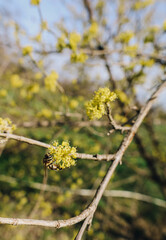 Nature background with bloom spring yellow tree