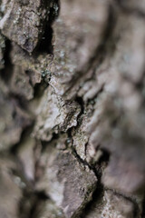 Macro of grey pear tree bark texture