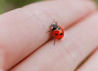 Macro close up ladybug on human hand