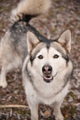 Naklejka na ściany i meble A beautiful dog of breed Alaskan Malamute walks near the river