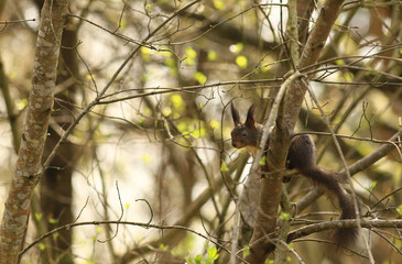 
Spring walk of a little squirrel on the branches of trees.