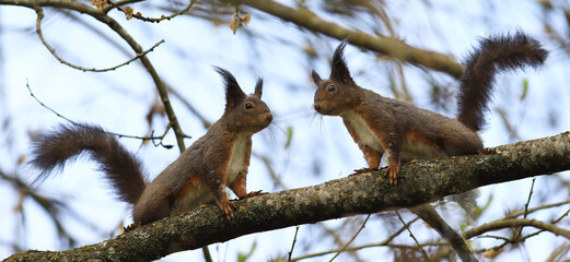 Two small squirrels move towards each other on a branch