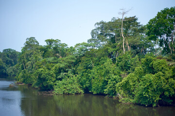 Fototapeta premium African tropical rain forest at the Lokundje River in Cameroon