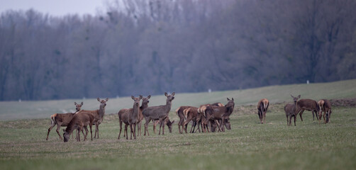 Group of red deer n forest in spring