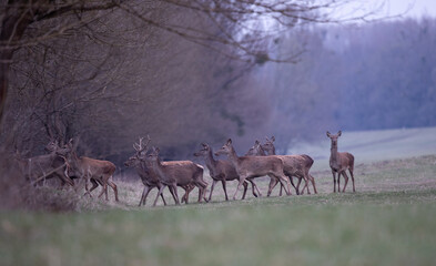Group of red deer n forest in spring