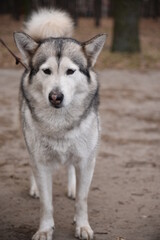 Beautiful dog of breed Alaskan Malamute is sitting in the forest